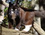 Domestic cat by Sherry and Brian Wood