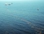 Unknown substance off Elmer's Island, LA (by NWF's Chris Pulaski)