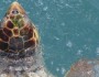 LoggerheadPigeonKey_MonicaWolf_479X238