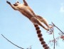 lemur
