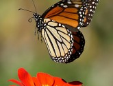 Monarch butterfly
