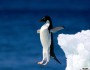 penguin that leaps
