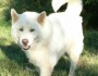 My Dog Princess
