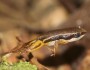 rocket frog