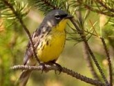 s warbler