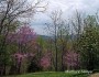In southwestern Virginia, redbuds bloom in spring