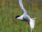 Arctic Tern by Amber Barger