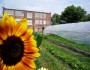 Detroit Community Garden