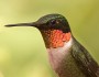 Male ruby-throated hummingbird by William Heban