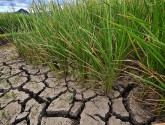 IRRI Images\Flickr