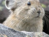 Pika, via Jon Noad/NWF