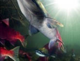 Photograph courtesy of Robert Polo, Science/AAAS