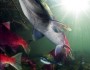 Photograph courtesy of Robert Polo, Science/AAAS