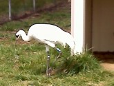 whooping crane