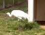 whooping crane