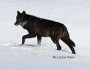 Yellowstone National Park gray wolf