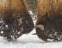 bison, yellowstone, fort belknap, fort peck, charles m russell national wildlife refuge, saving bison, bison conservation