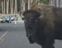 Bison in Yellowstone National Park (via Flickr's pt101)