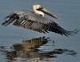 Brown Pelican by Jim Gray