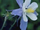 Blue Columbine | Holmes Mller