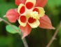 Columbine