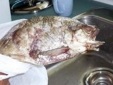 Tar sands oil extraction poisons waterways, producing mutated, lesion ridden fish.