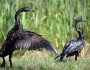Canada Geese covered in oil struggle after the Michigan tar sands spill last year. Image from the Daily Green.