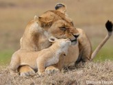 Lioness and cub
