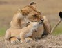 Lioness and cub