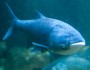 Asian-Carp
