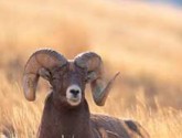 BighornSheep__In_Grass_Corbis_219x219
