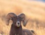 BighornSheep__In_Grass_Corbis_219x219
