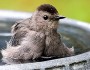 Gray Catbird by Robert Strickland