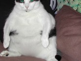 Cats shouldn't watch too much TV, either (via Flickr's kim & amy)