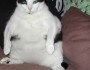 Cats shouldn't watch too much TV, either (via Flickr's kim & amy)