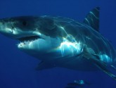 Great White Shark, Carcharodon Carcharias