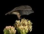 Lesser long-nosed bat by Greg Tucker