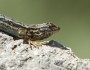 Western Fence Lizard (via Flickr's Alan Vernon)