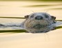 RiverOtter_SaraLopez_219x219