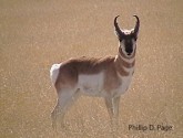 pronghorn in New Mexico photographed by Phillip D. Page