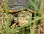 Diamondback terrapin turtle (via USFWS/Flickr)