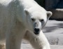 Arctic drilling places endangered species like this Polar Bear in harm's way (photo: flickr/longhorndave)
