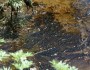 Oil in Montana's Yellowstone River (NWF's Alexis Bonogofsky)