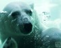 Arctic drilling places endangered species like this Polar Bear in harm's way (photo: Amy Messere)