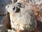 Pika