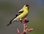 American goldfinch by Lara Hardesty