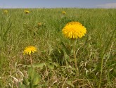 Eat this dandelion. (flickr | Michael Kappel)