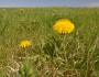 Eat this dandelion. (flickr | Michael Kappel)