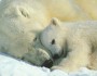 Rising temperatures in the world’s oceans are causing sea ice—critical habitat for polar bears—to disappear for longer and longer periods during the late summer. Photo: Norbert Rossing