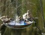 water birds